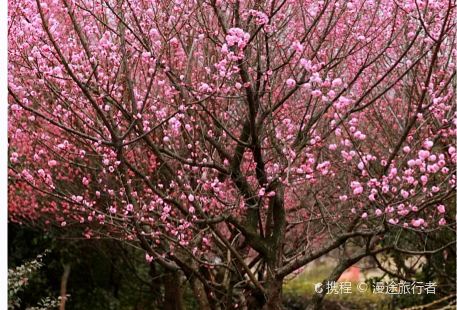 san wan chang cha lou （ guan qian jie dian ）