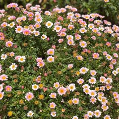 海如的花園張用戶圖片