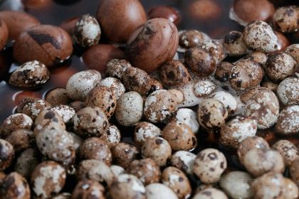 姐妹馄饨(西街店)