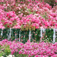 云间花境餐厅 User Photo