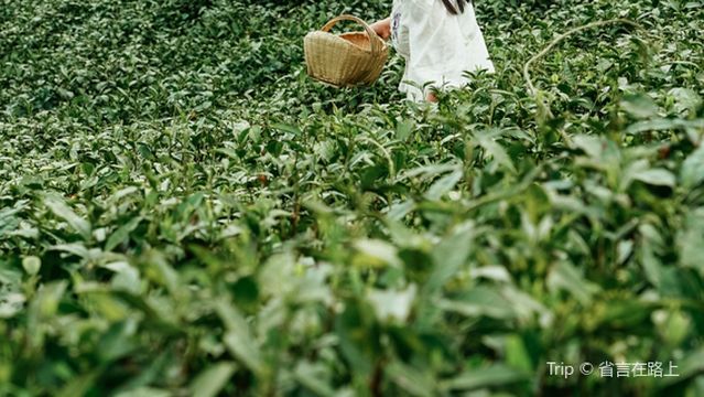 Tea Picking in Xinyang