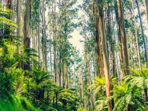 Black Spur Drive