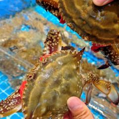 海棠渔港(墟沟海鲜美食城店) User Photo