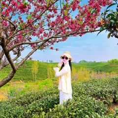 WEN XIN CHA ZHUANG YUAN User Photo