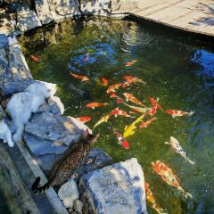 Cat's Home Fish Restaurant・Reservoir Fish Theme Restaurant (Yunshui Huaxi Branch) User Photo