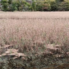 半山海·九寨秘境 Azure Veil Springs 温泉度假酒店·半山海餐厅 User Photo