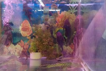 肯德基(大唐大润发店) User Photo