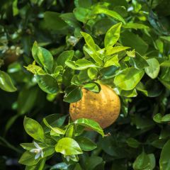 Manor Blanc User Photo