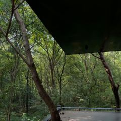 紫金山院張用戶圖片