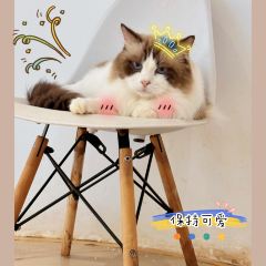 MioCat&Dessert猫咖 User Photo