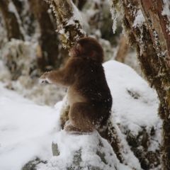 猫屎咖啡(天全服务区店) User Photo