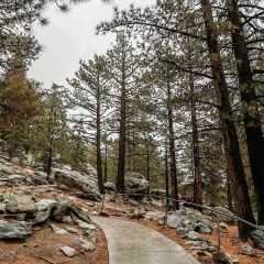 Pines Cafe at The Palm Springs Aerial Tramway Summit 여행 사진
