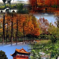 中原農家樂（中原飯店）張用戶圖片