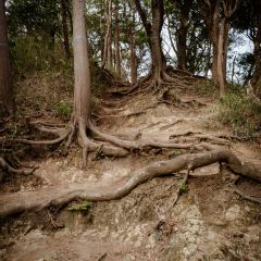 Sangosho Moana Makai User Photo