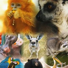 Little Panda Restaurant User Photo