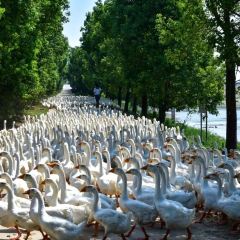 臭鳜鱼人家·老字号徽菜 User Photo