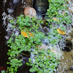 Nyuzen kaki no Hoshi User Photo