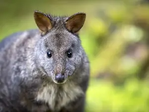 トロウアナ・ワイルドライフ自然保護区