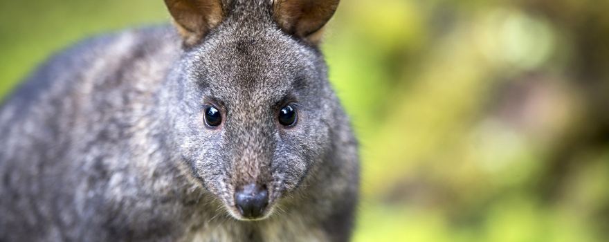 Trowunna Wildlife Sanctuary