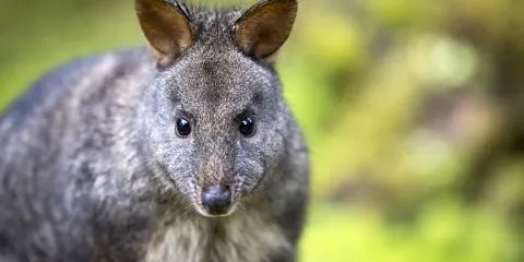 Trowunna Wildlife Park