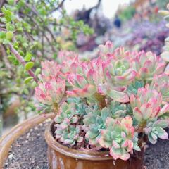 912张宜花园餐厅 User Photo
