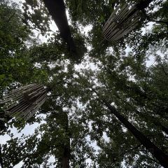 仙乡溪流咖啡 User Photo