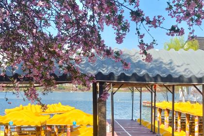 PURPLE MOUNTAIN GARDEN