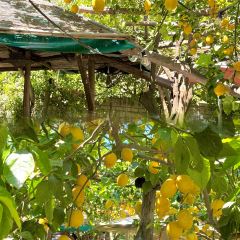 中国柠檬小镇 User Photo