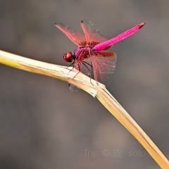 秀山湖畔張用戶圖片