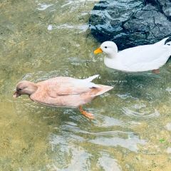 Wild Duck Cafe BKK張用戶圖片