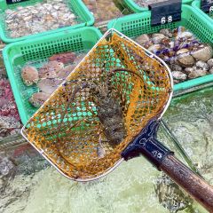 新歡海鮮坊（品簽店）張用戶圖片