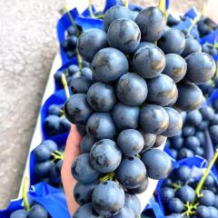 新联生态葡萄采摘园 User Photo