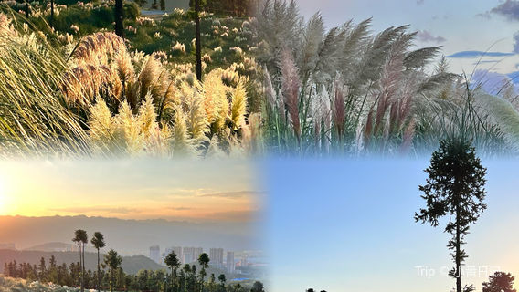 a da mu pu wei hua hai