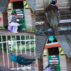 简阳三岔湖长岛天堂洲际酒店·龙轩中餐厅 User Photo