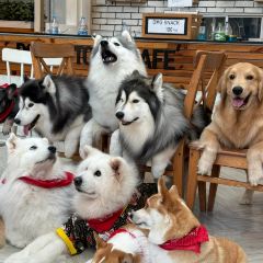 Omakase Don by Teppen User Photo