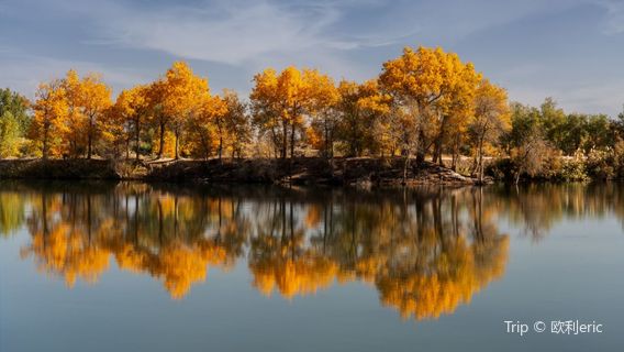 Golden Poplar Island (Weitouzhou)