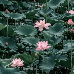 TONG QING LOU User Photo