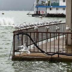 CHEN NIANG NIANG User Photo