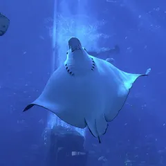 徐福记湛江烤生蚝 User Photo