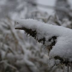 猫屎咖啡(天全服务区店) User Photo