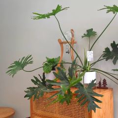 三木咖啡(天一店) User Photo