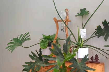 三木咖啡(天一店)