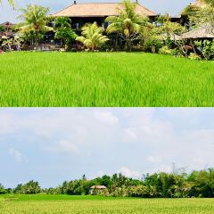 Bebek Joni Restaurant User Photo