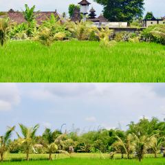 Bebek Joni Restaurant User Photo