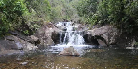 Pepper Tree Restaurant & Bar