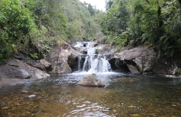 Pepper Tree Restaurant & Bar