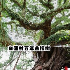 Laoyujiatesehaiweiguan User Photo