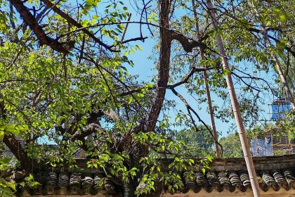 天缘阁素食餐厅