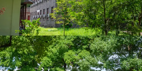 安江農校雜交水稻紀念園