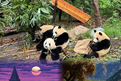 Bingdaocha Restaurant (renminlu)